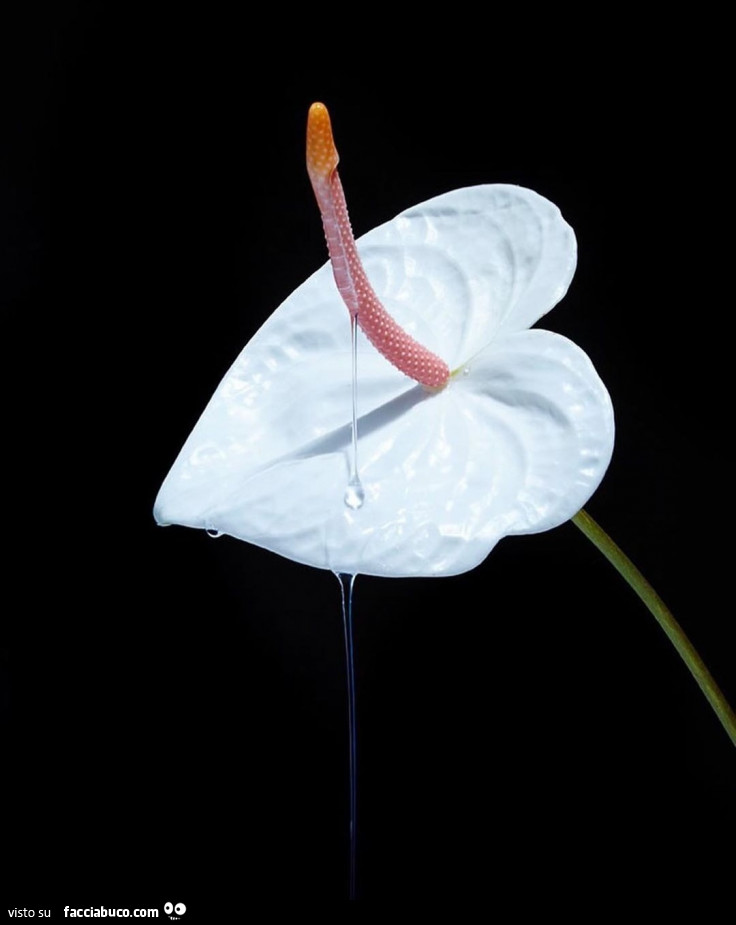 Fiore con pisello