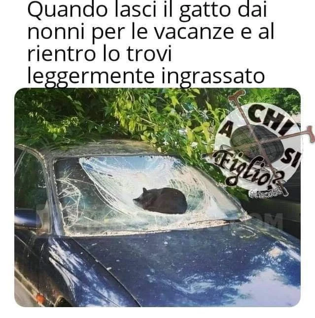 Vaccata