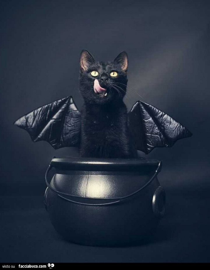 Gatto nero pipistrello