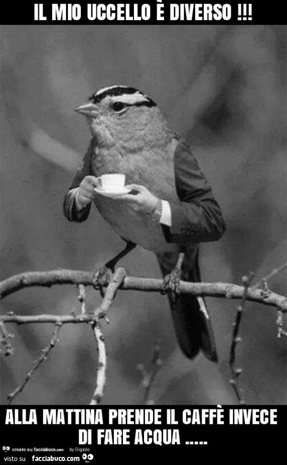 Il mio uccello è diverso! Alla mattina prende il caffè invece di fare acqua