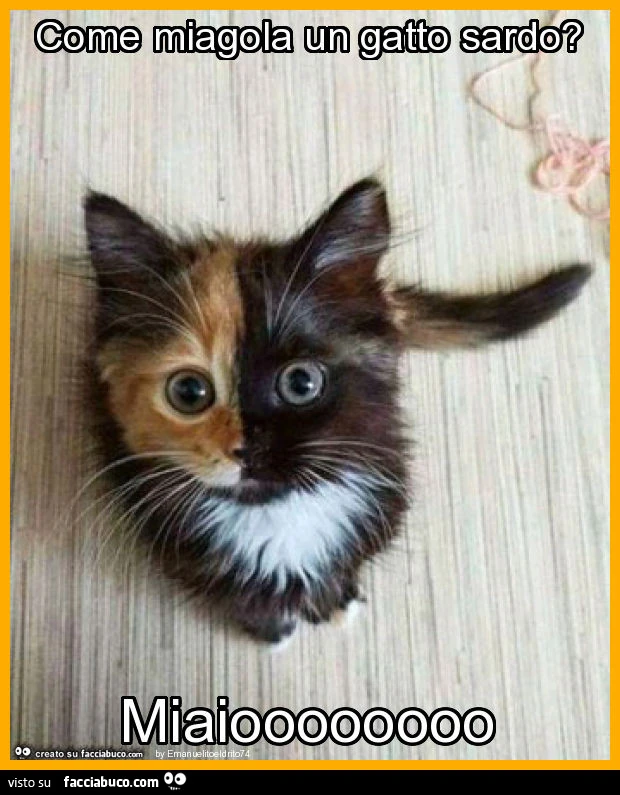 Come miagola un gatto sardo? Miaioooooooo