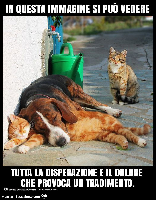 In questa immagine si può vedere tutta la disperazione e il dolore che provoca un tradimento