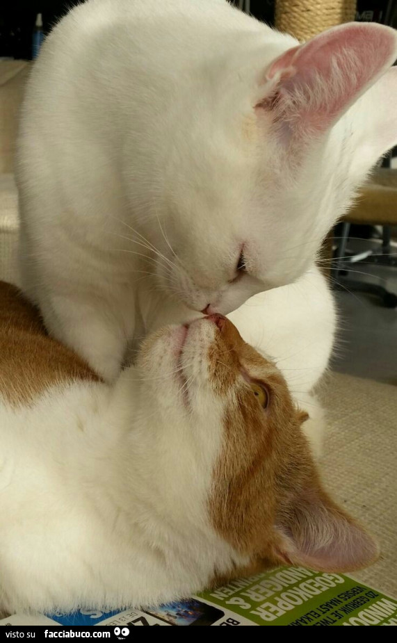 Gatto bianco e gatto bianco e giallo che si baciano