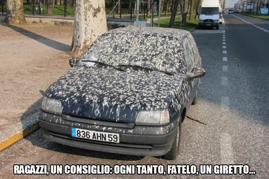 Vaccata