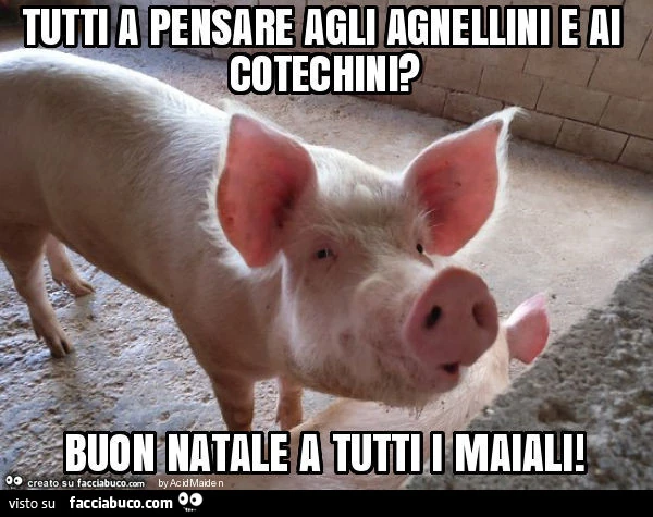 Tutti a pensare agli agnellini e ai cotechini? Buon natale a tutti i maiali