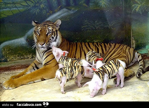 Tigre con cuccioli