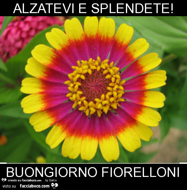 Alzatevi e splendete! Buongiorno fiorelloni