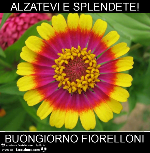 Alzatevi e splendete! Buongiorno fiorelloni