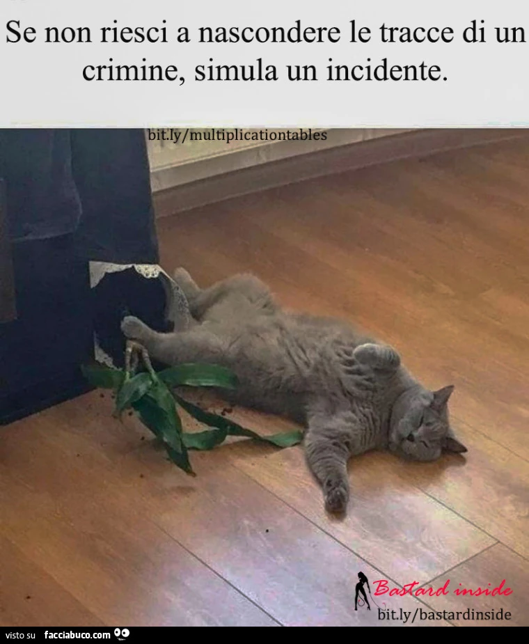 Vaccata