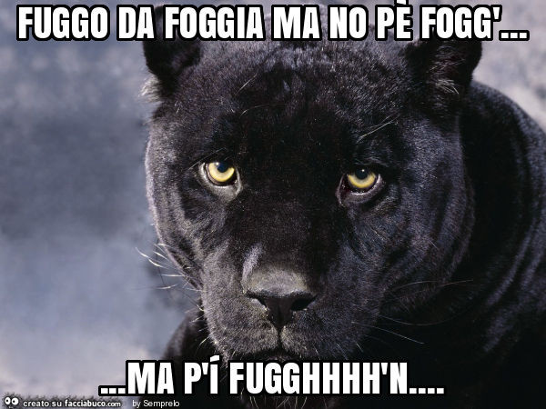 Fuggo da foggia ma no pè fogg'… ma p'í fugghhhh'n