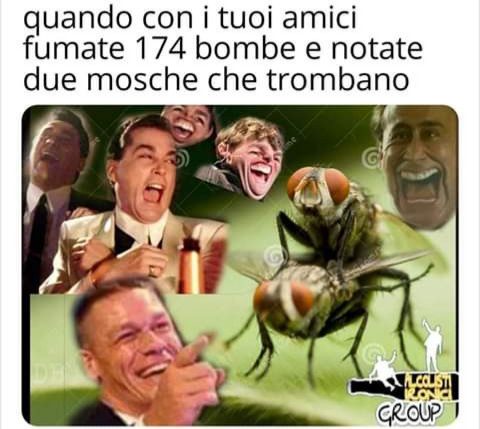 Quando con i tuoi amici fumate 174 bombe e notate due mosche che trombano