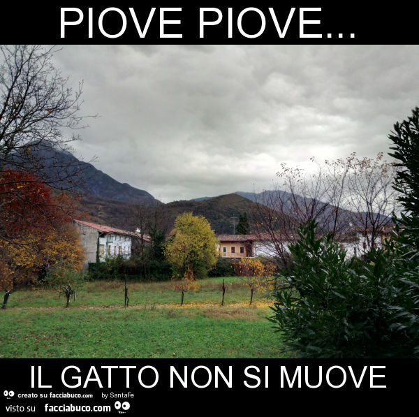 Piove piove… il gatto non si muove
