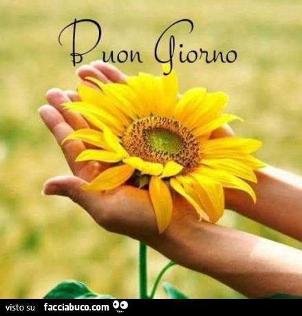 Girasole in mano. Buon giorno