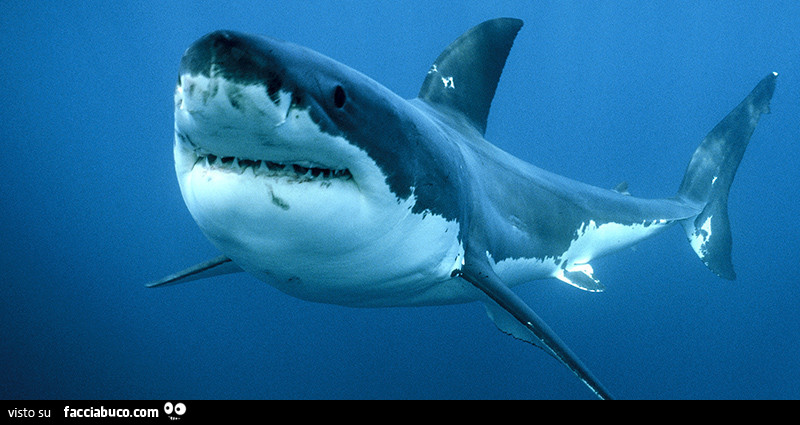 Grosso squalo bianco