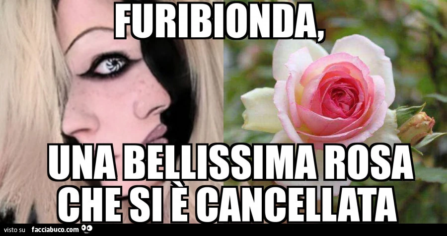 Furibionda, una bellissima rosa che si è cancellata