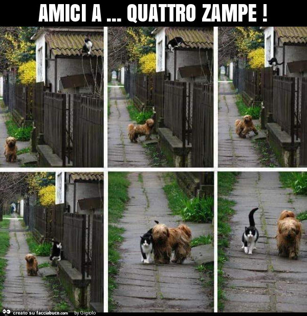 Amici a… quattro zampe