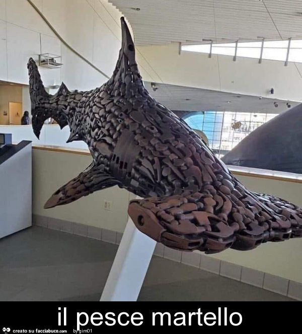 Il pesce martello