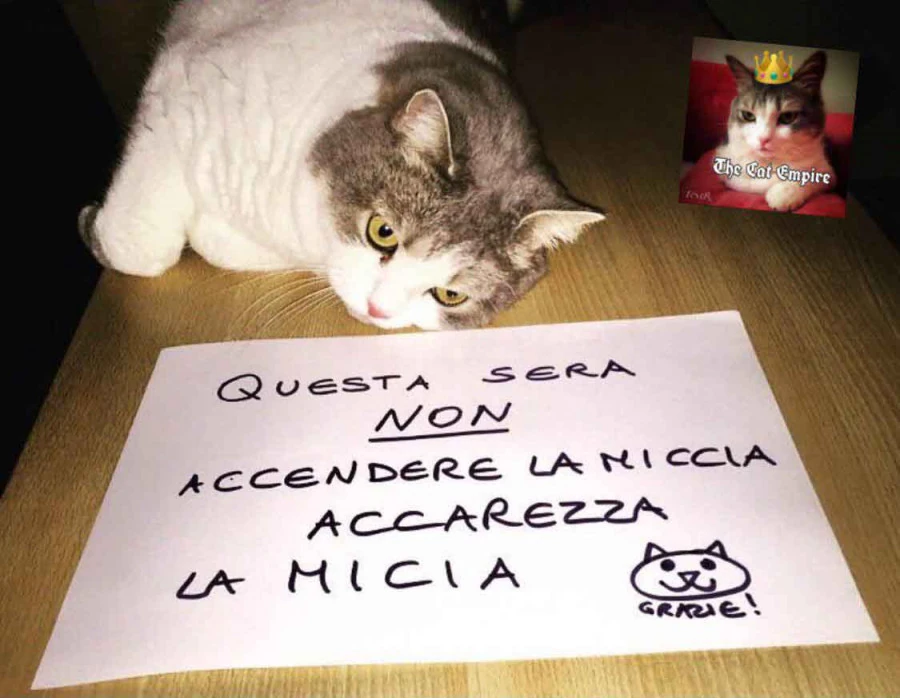 Vaccata