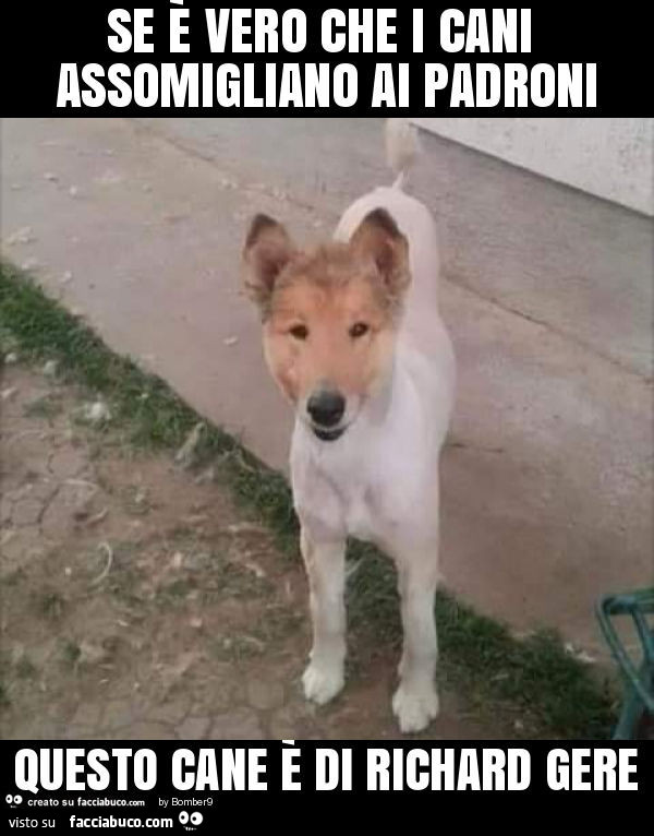 Se è vero che i cani assomigliano ai padroni questo cane è di richard gere
