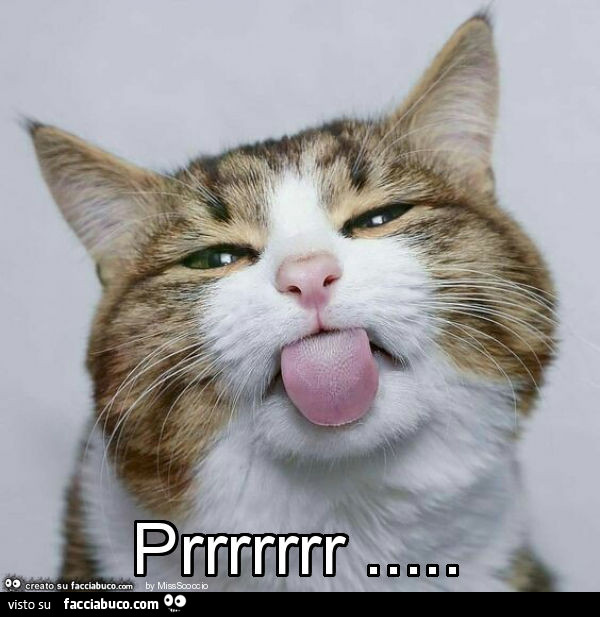 Gatto linguaccia. Prrrrrrr