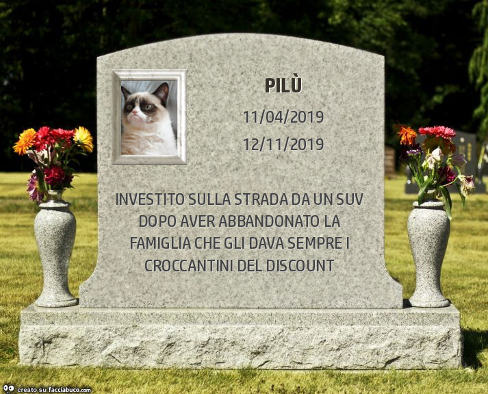 Pilù. Investito sulla strada da un suv dopo aver abbandonato la famiglia che gli dava sempre i croccantini del discount