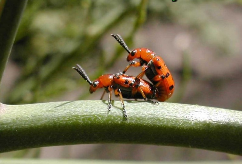 Vaccata