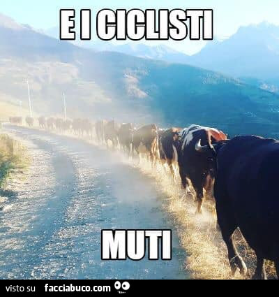 Mucche in fila indiana. E i ciclisti muti