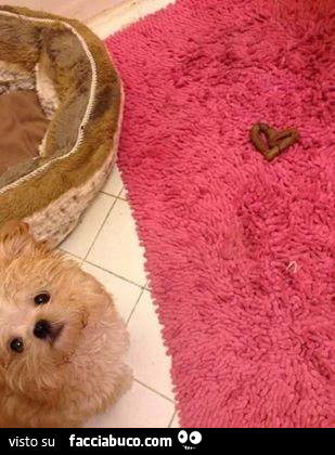 Il cane fa la cacca a forma di cuore sul tappeto
