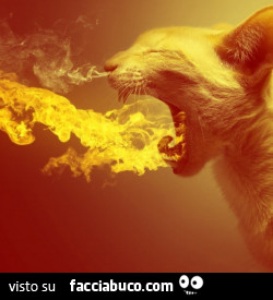 Gatto sputa fuoco