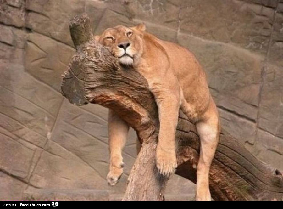 Leone dorme sul ramo