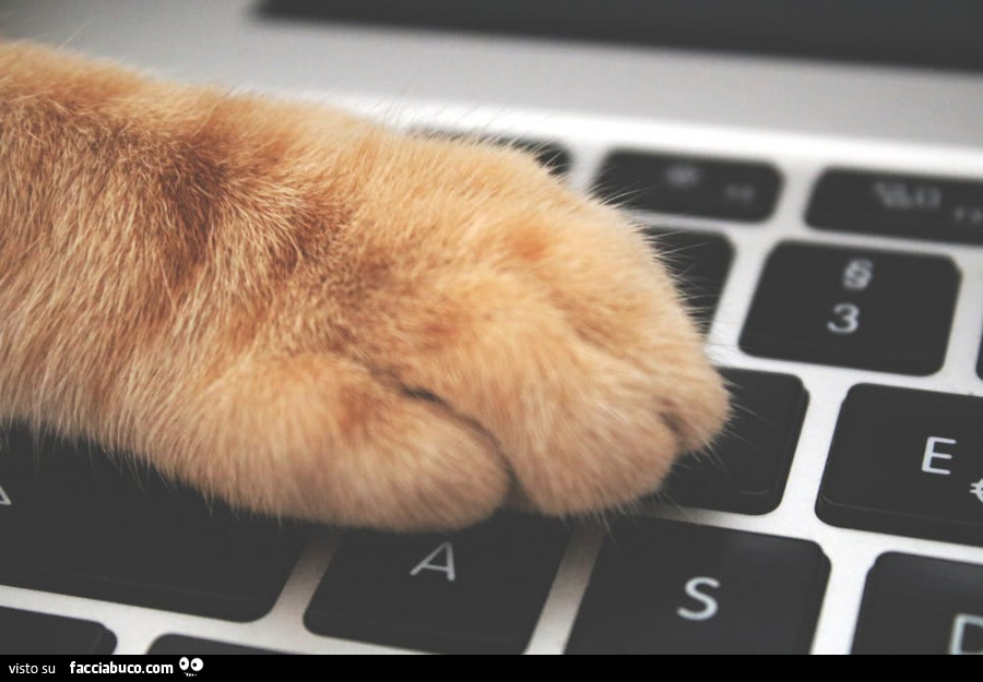 Zampa del gatto sulla tastiera