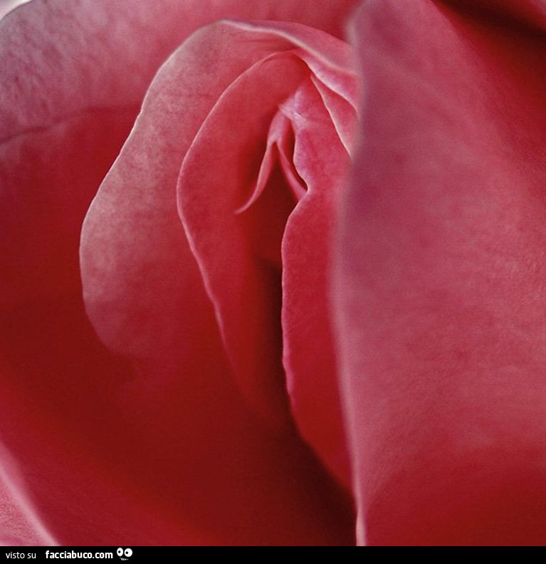 Rosa che sembra una vagina