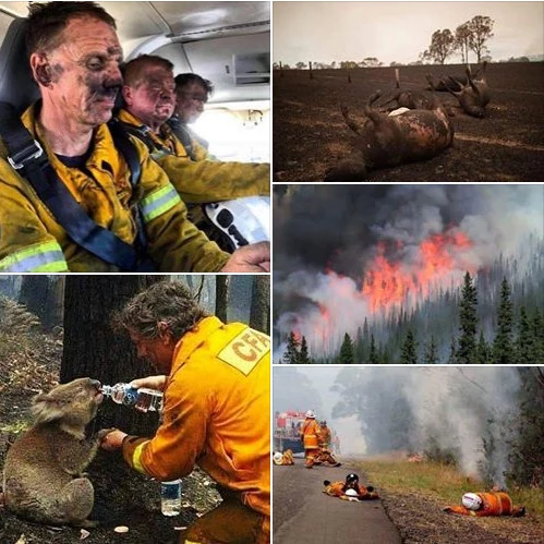 L'AUSTRALIA STA BRUCIANDO IL MIO PENSIERO VA A QUESTI POMPIERI CHE LAVORANO GIORNO E NOTTE PER SALVARE PERSONE è ANIMALI