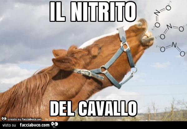 Il nitrito del cavallo
