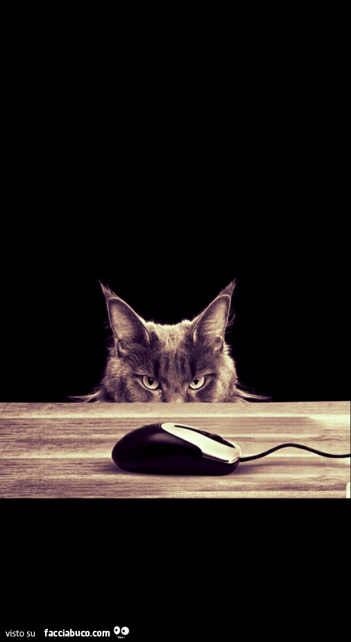 Gatto osserva il mouse