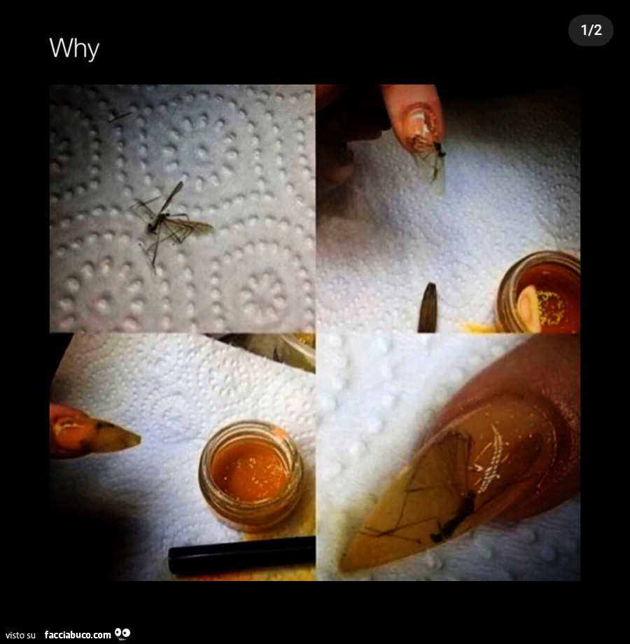 Vaccata