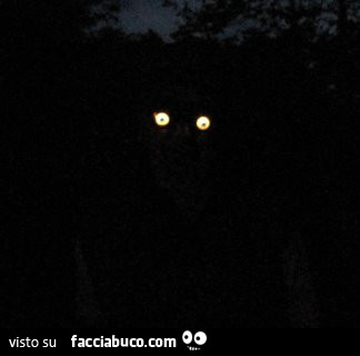 Occhi gialli nella notte