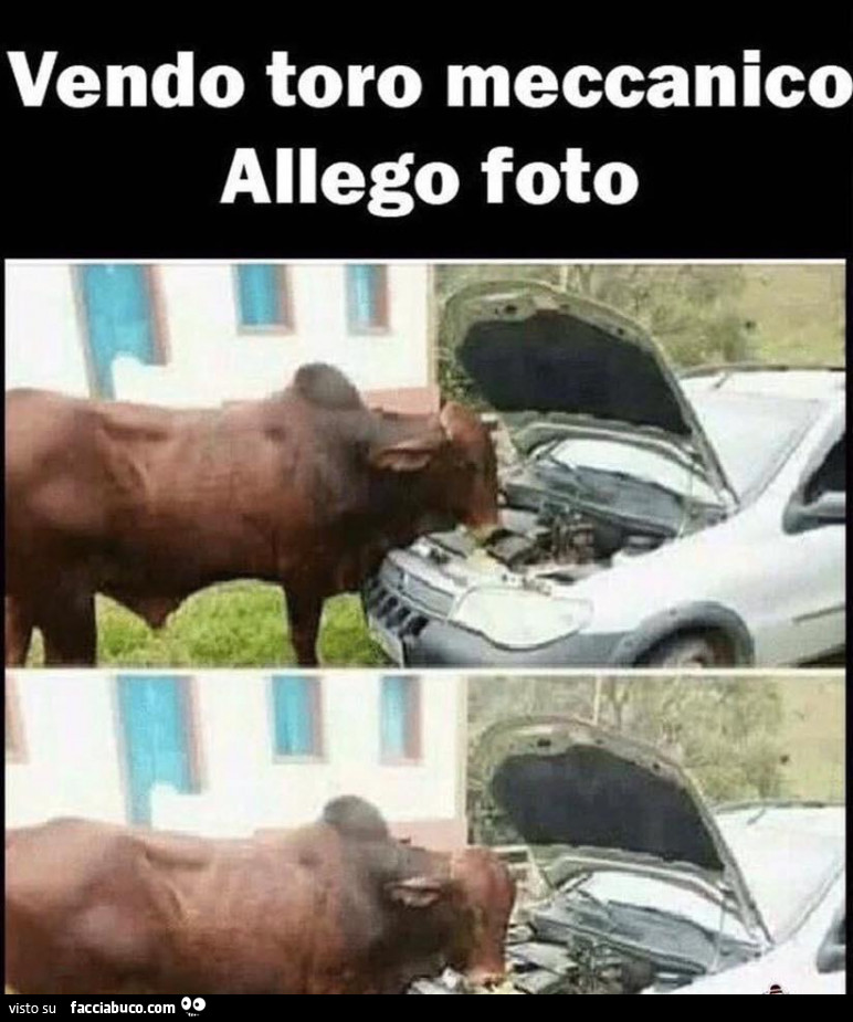 Vendo toro meccanico. Allego foto