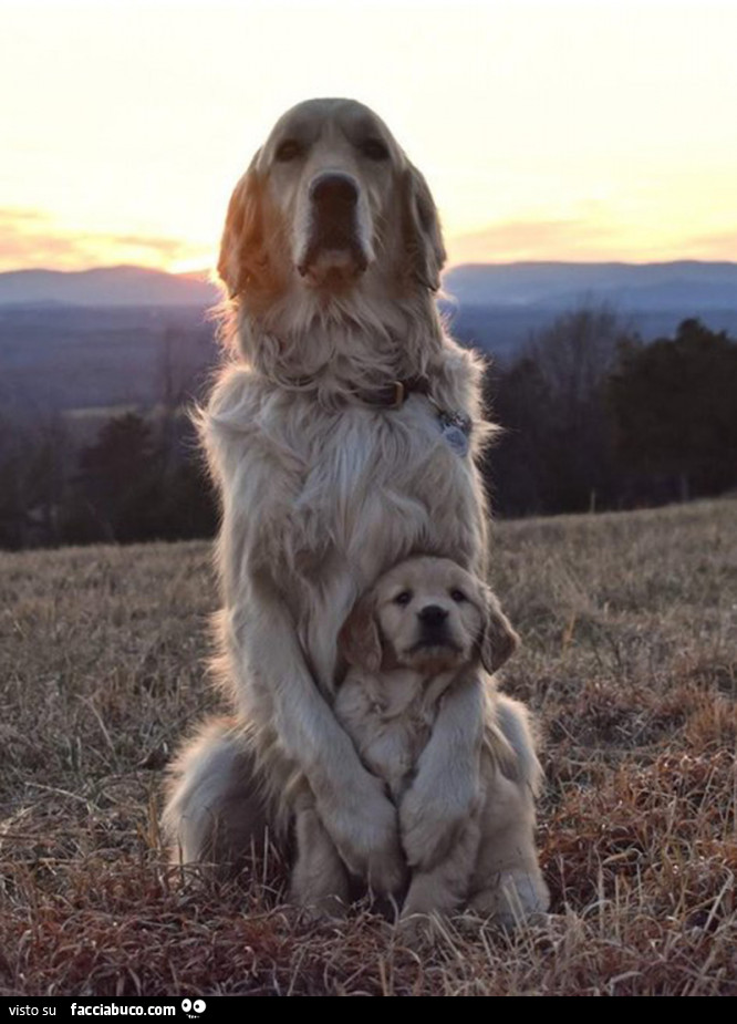Cane con il suo cucciolotto