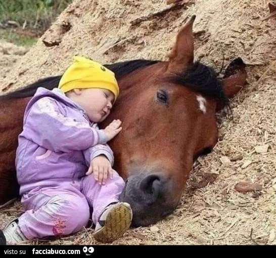 Bimbo dorme con cavallo