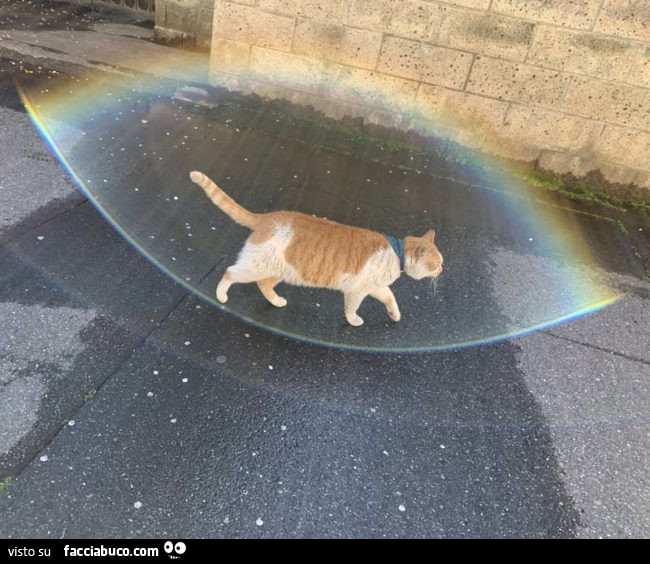 Gatto dentro l'arcobaleno