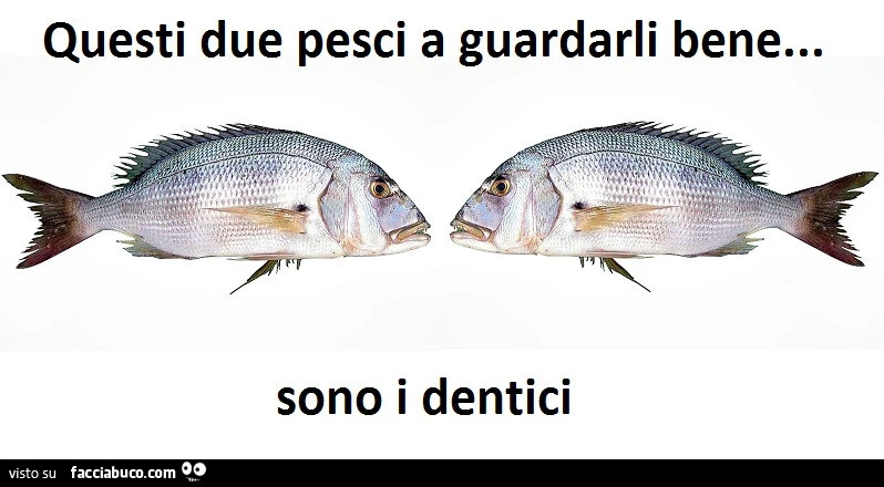 Questi due pesci a guardarli bene&hellip; sono i dentici
