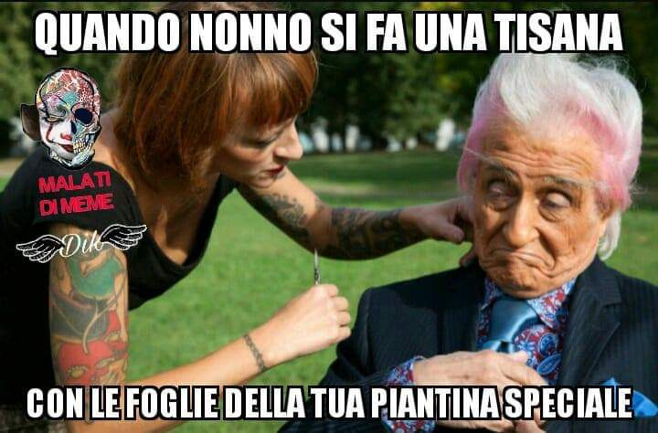 Quando nonno si fa una tisana con le foglie della tua piantina speciale
