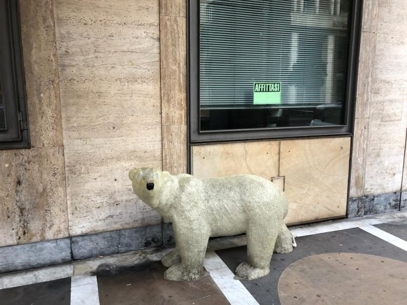 Orso polare