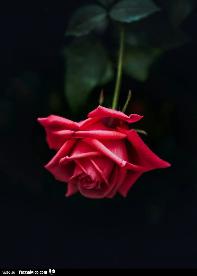 Rosa rossa