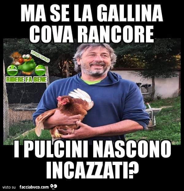 Ma se la gallina cova rancore i pulcini nascono incazzati?