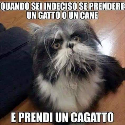 Quando sei indeciso se prendere un gatto o un cane e prendi un cagatto