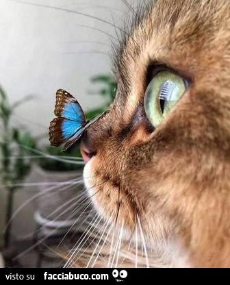 Farfalla sul naso del gatto