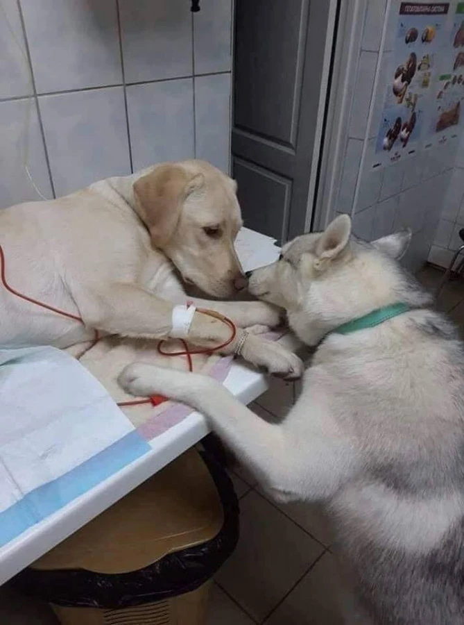 Se riuscissimo ad imparare dagli animali come si ama, forse saremmo meno "bestie"