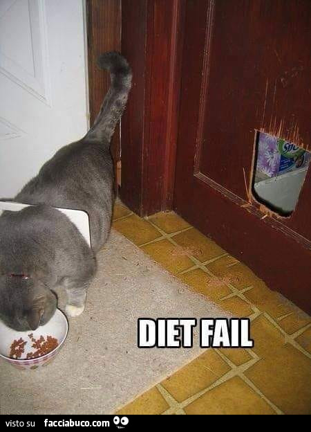 Gatto diet fail
